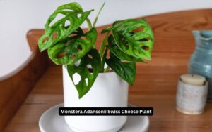 Monstera Adansonii Swiss Cheese Plant