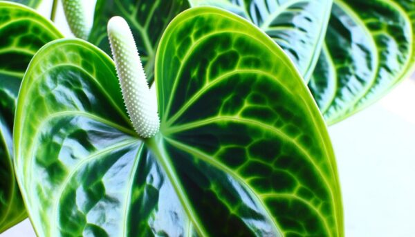 anthurium hybrid leaf characteristics