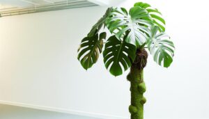 choosing monstera deliciosa support