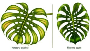 comparing monstera esqueleto vs adansonii