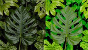 comparing monstera standleyana and monstera adansonii