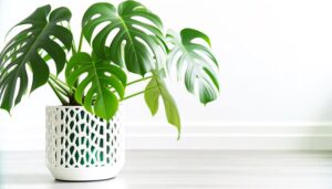 exotic monstera plant variety