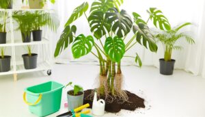 grow monstera adansonii vines