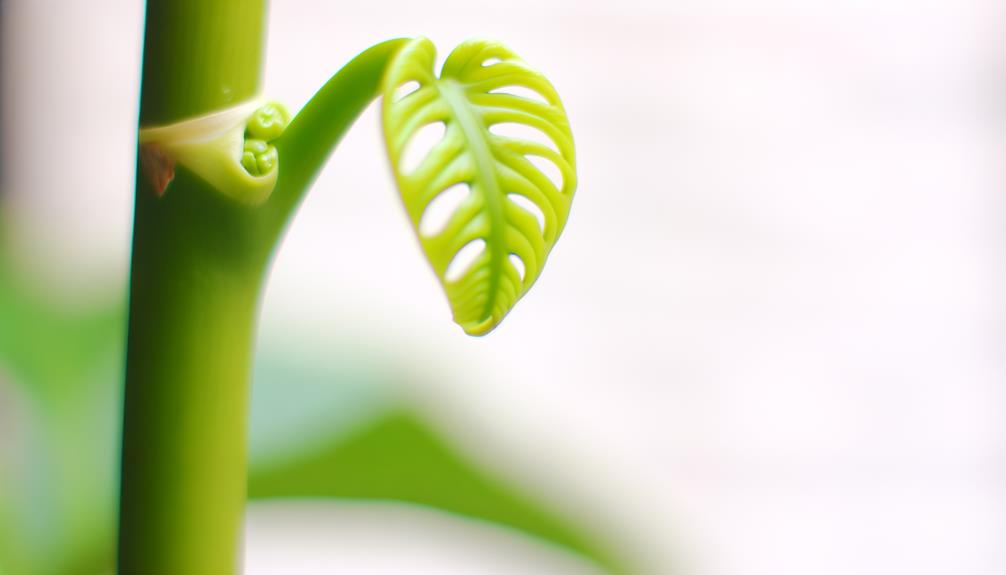 leaf growth in spring