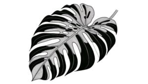 monstera clipart in black and white