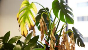 monstera deliciosa care guide