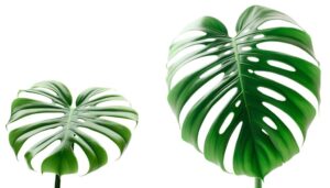 monstera deliciosa size comparison