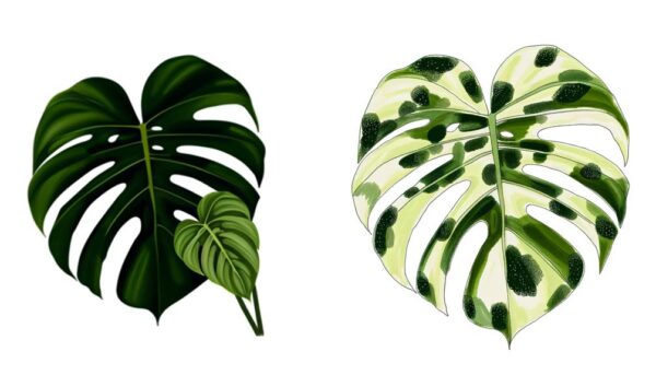 monstera leaf color comparison