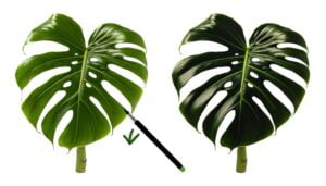 monstera leaf size comparison