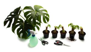 monstera peru propagation guide