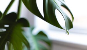 monstera plants drip water