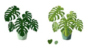 monstera species comparison guide