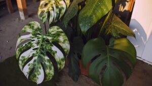 monstera variegata comparison details