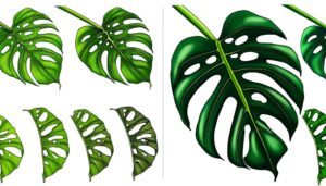 monstera varieties comparison guide