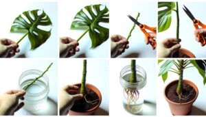 plant care for monstera