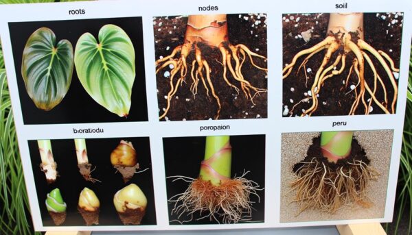 plant propagation techniques explained