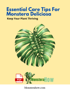 Essential Care Tips For Monstera Deliciosa Keep Your Plant Thriving