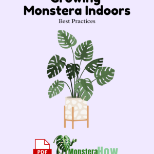 Growing Monstera Indoors Best Practices