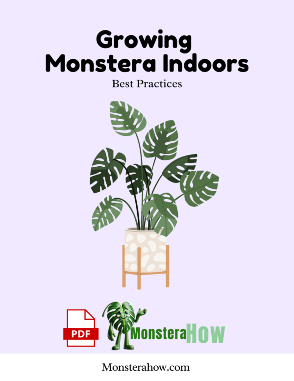 Growing Monstera Indoors Best Practices