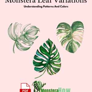 Monstera Leaf Variations Understanding Patterns And Colors