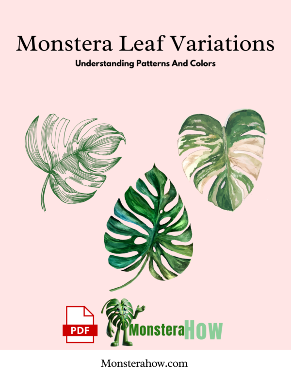 Monstera Leaf Variations Understanding Patterns And Colors