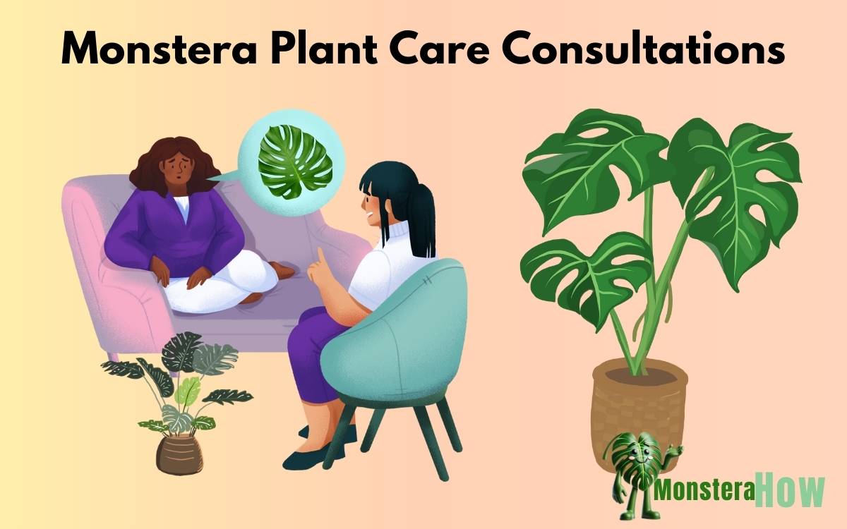 Monstera Plant Care Consultations