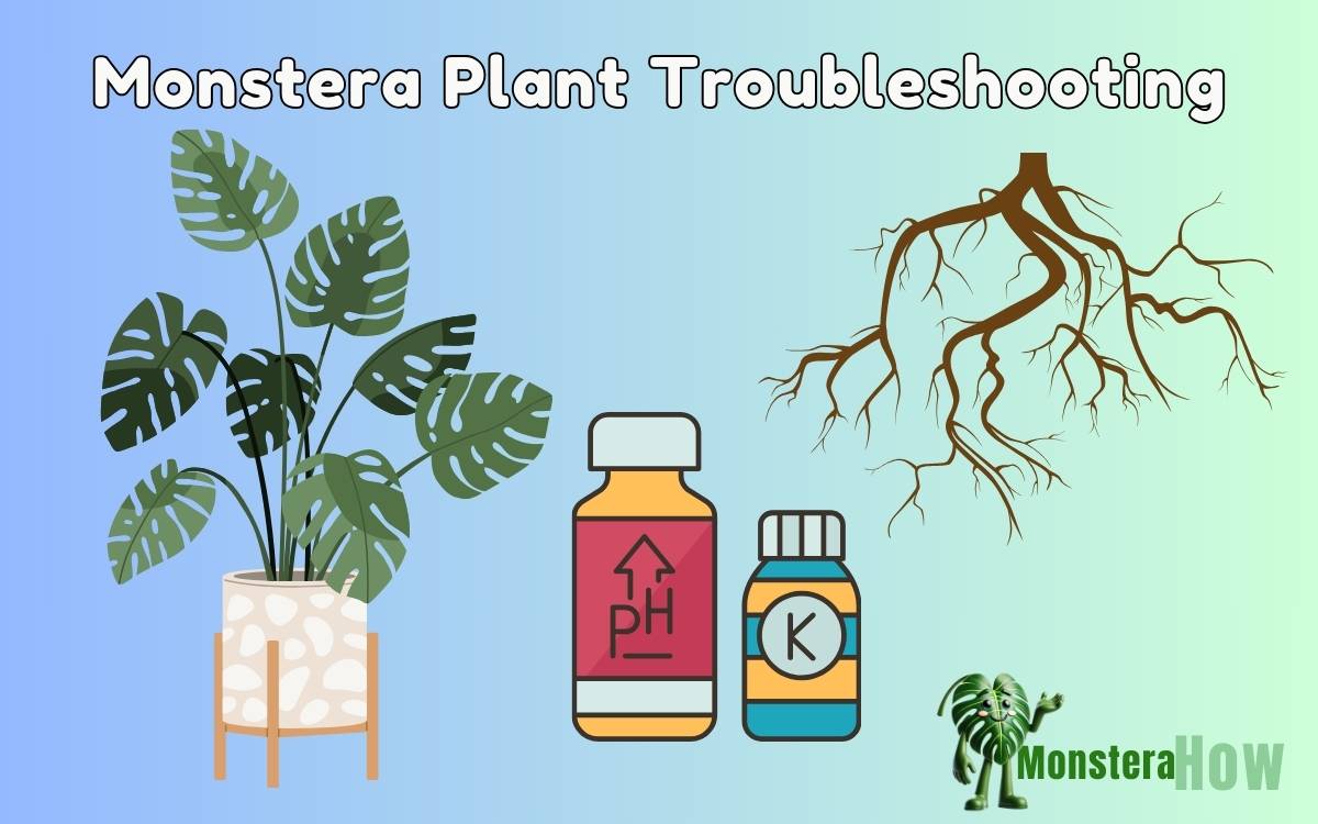 Monstera Plant Troubleshooting