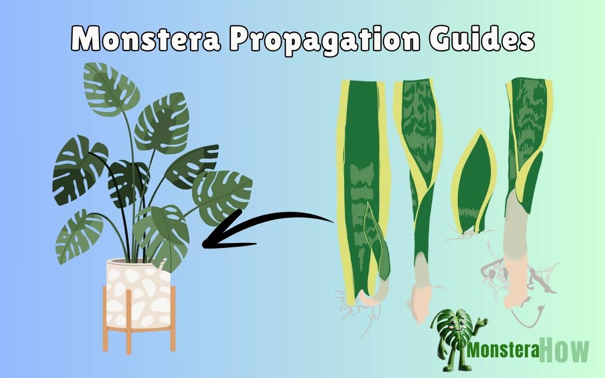 Monstera Propagation Guides