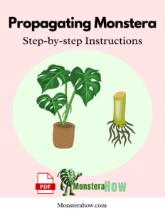 Propagating Monstera Step by step Instructions