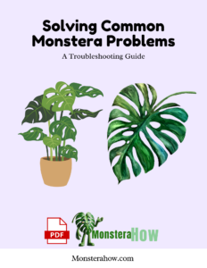 Solving Common Monstera Problems A Troubleshooting Guide