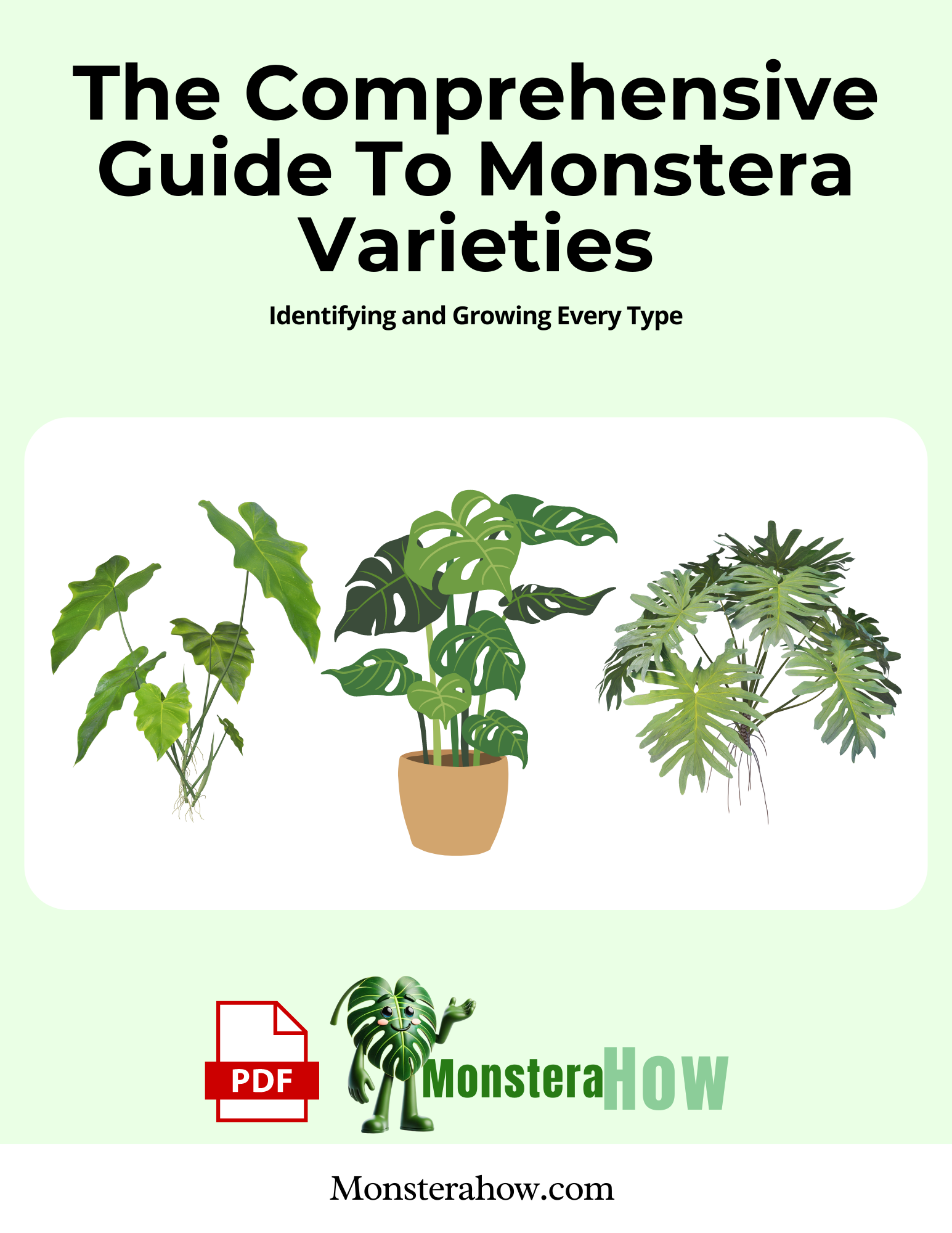 The Comprehensive Guide To Monstera Varieties Identifying and Growing Every Type